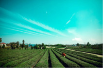 既然春天留不住，不如一起種棵樹 既然春天留不住，不如一起種棵樹